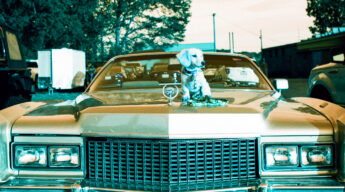 Puppy laying on old Cadillac, Shot on Nikon N65 with Lomochrome Turquoise Film