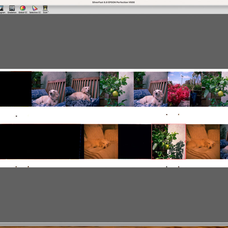 Screenshot of SilverFast photo scanning software, showing how the photos are scanned into the computer not in a synchronous order.