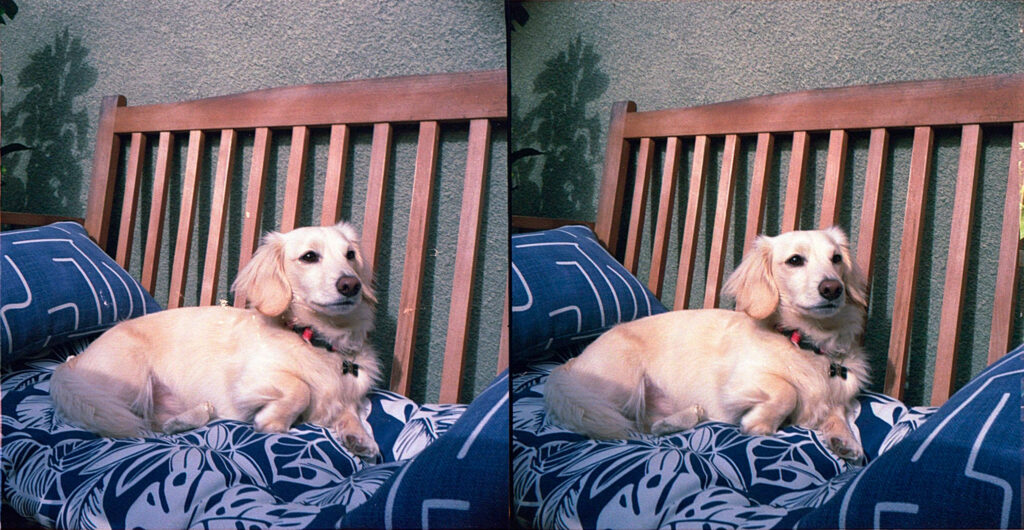 Stereoscopic Photo 12 from my Stereo Realist Camera test shoot, puppy sitting on a bench