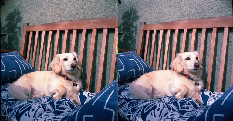 Stereoscopic 3D Photo from my Stereo Realist Camera test shoot, puppy sitting on a bench. San Diego, California.