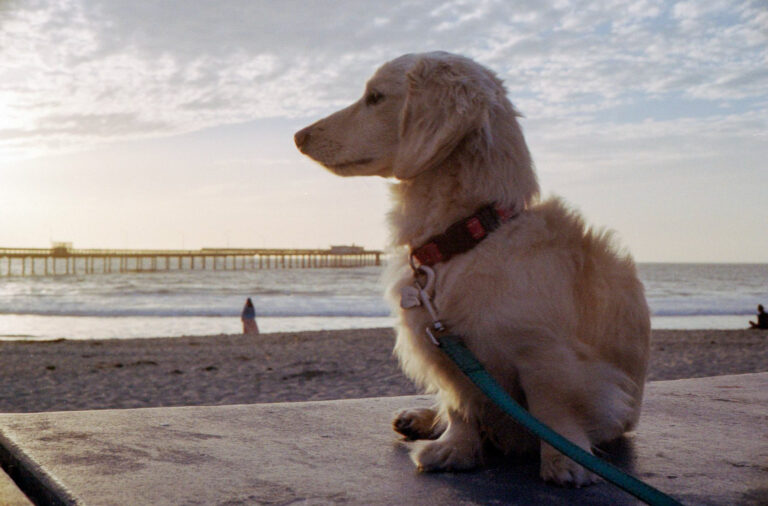 golden retriever sitting on wall at Ocean Beach pier San Diego looking toward ocean, Yashica Electro 35