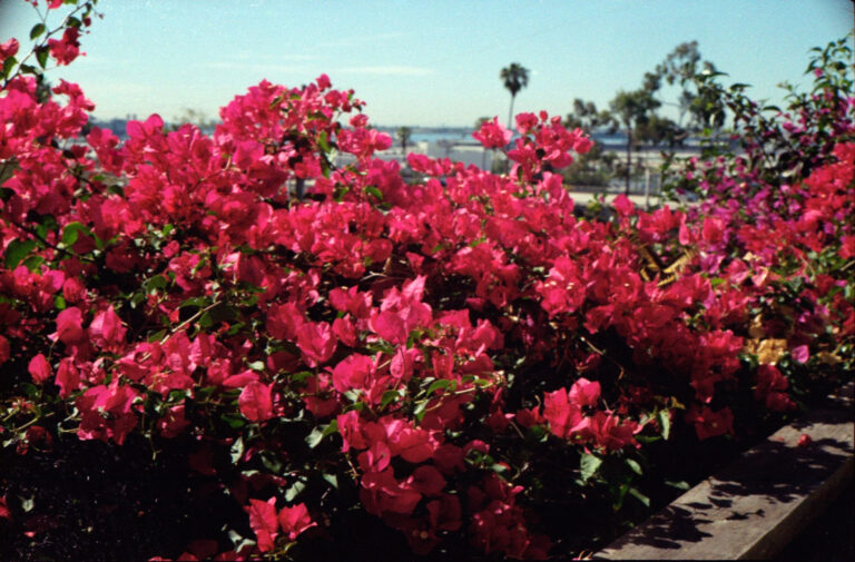 bright pink bougainvillea flowers in Ocean Beach San Diego backyard, Yashica Electro 35 film photography
