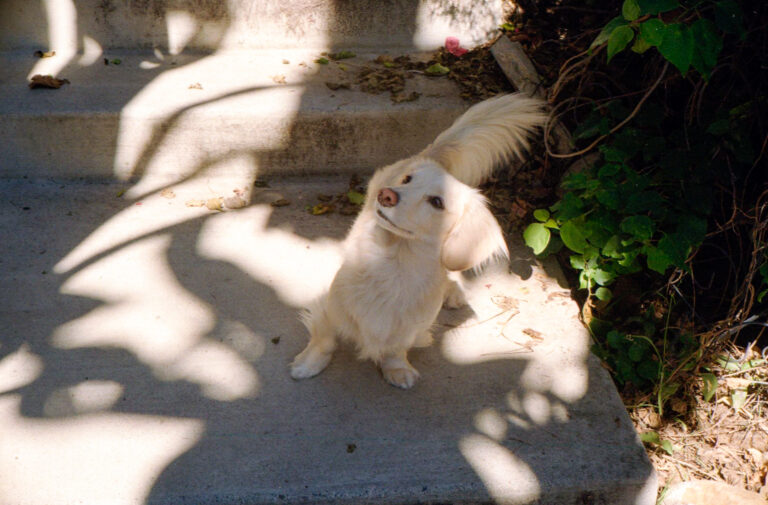 dachshund puppy sitting in dappled sunlight on concrete steps Ocean Beach San Diego, Yashica Electro 35