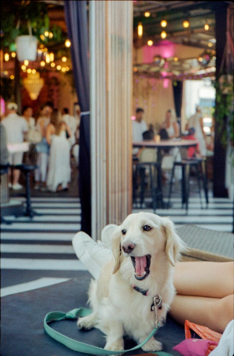 dachshund dog sitting on floor at Flamingo Deck bar Pacific Beach San Diego, Yashica Electro 35