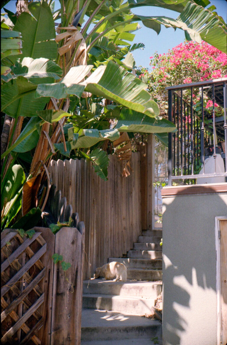 narrow alley in Ocean Beach San Diego with banana tree bougainvillea and concrete stairs, Yashica Electro 35