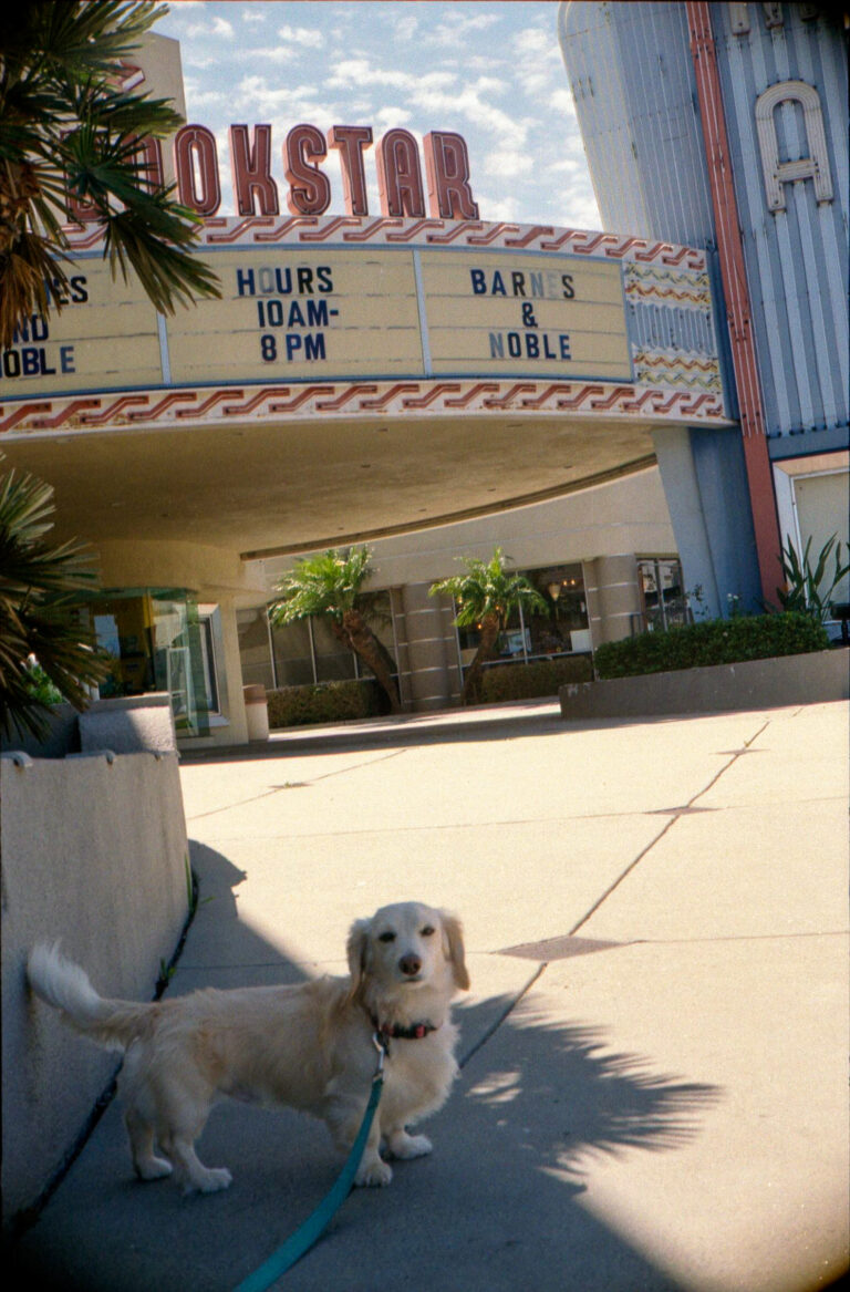 dachshund sitting in front of Bookstar Loma Theatre Barnes and Noble Ocean Beach San Diego, Yashica Electro 35