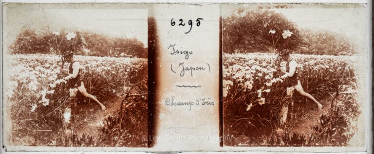 Stereoscopic glass plate numbered 6295 and captioned "Tsigo (Japon) – Champ d'Iris" showing a figure tending an iris field in Japan, captured on a 45x107mm Vérascope Richard glass slide. From Empress Eugenie Verascope Richard collection.